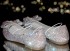 0 Crystal Bow Flats